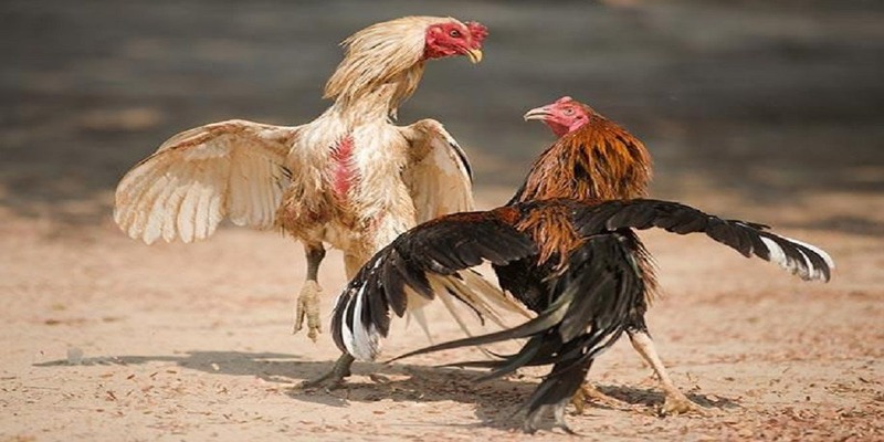 Kinh nghiệm đá gà siêu hấp dẫn từ chuyên gia