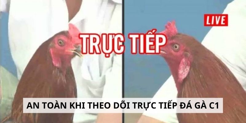 An toàn khi theo dõi trực tiếp đá gà C1