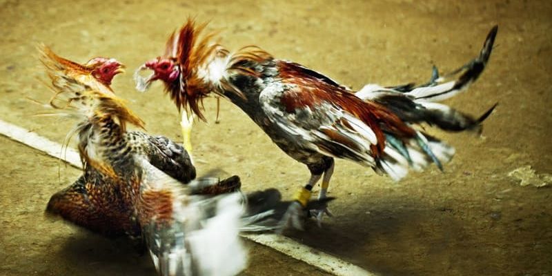 Tìm hiểu khái niệm đá gà tại Campuchia là gì?