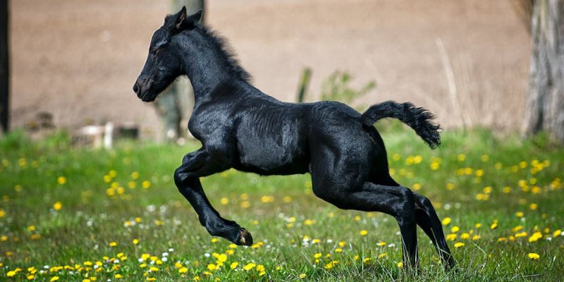 Mơ thấy ngựa thể hiện nhiều con số may mắn