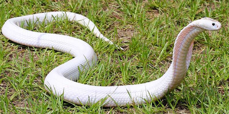 Mơ thấy rắn nên đánh con số nào để thắng lớn?