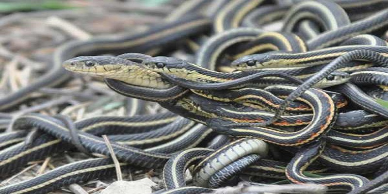 Mơ thấy rất nhiều rắn mang điềm báo xấu